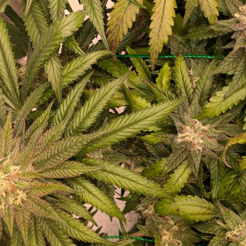 Lemon shining silver haze growlog timeline photo