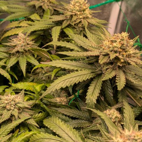 Lemon shining silver haze growlog timeline photo