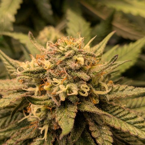 Lemon shining silver haze growlog timeline photo