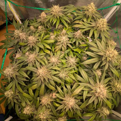 Lemon shining silver haze growlog timeline photo