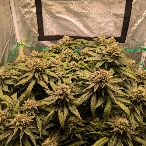 Lemon shining silver haze growlog timeline photo