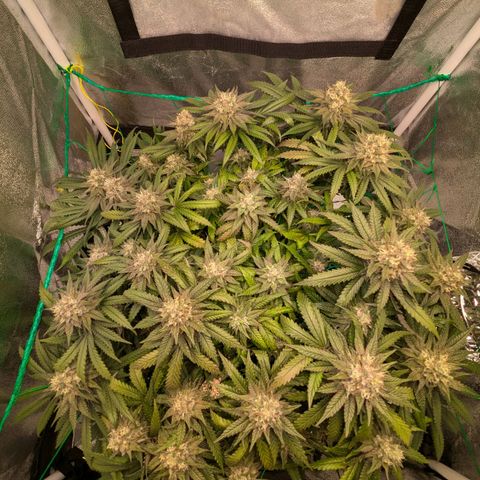 Lemon shining silver haze growlog timeline photo