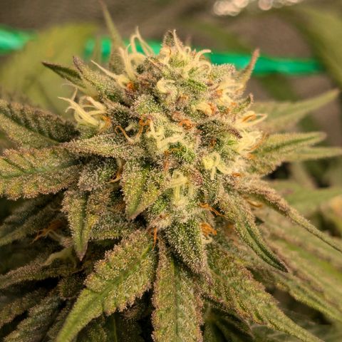Lemon shining silver haze growlog timeline photo