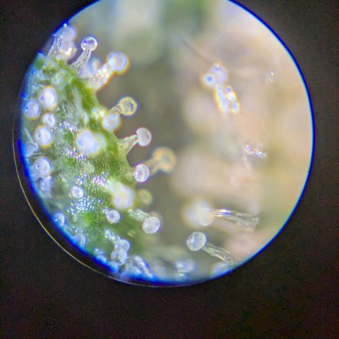 Lemon shining silver haze growlog timeline photo
