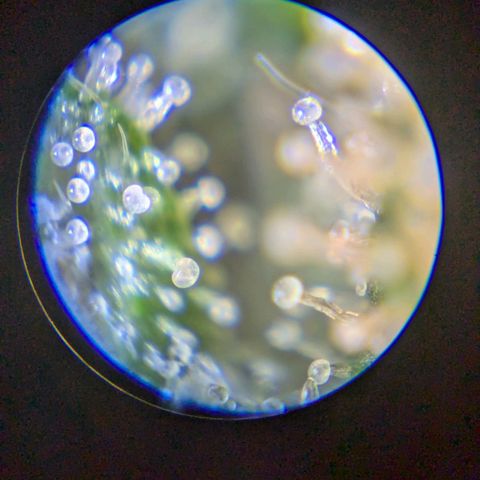 Lemon shining silver haze growlog timeline photo