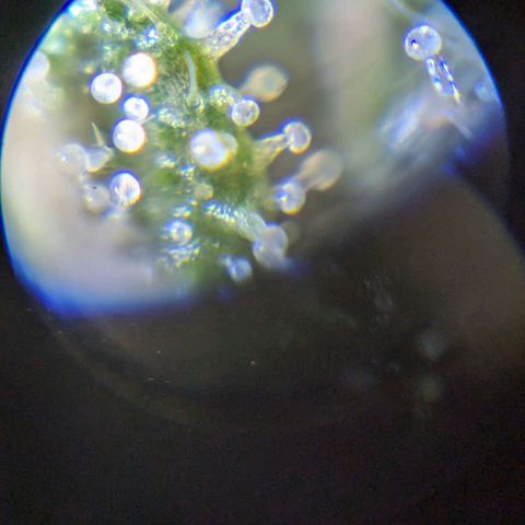 Lemon shining silver haze growlog timeline photo