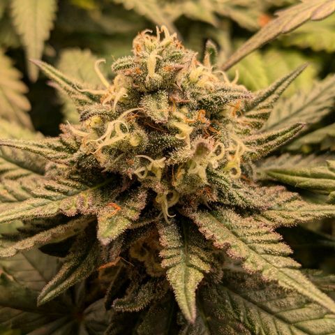 Lemon shining silver haze growlog timeline photo