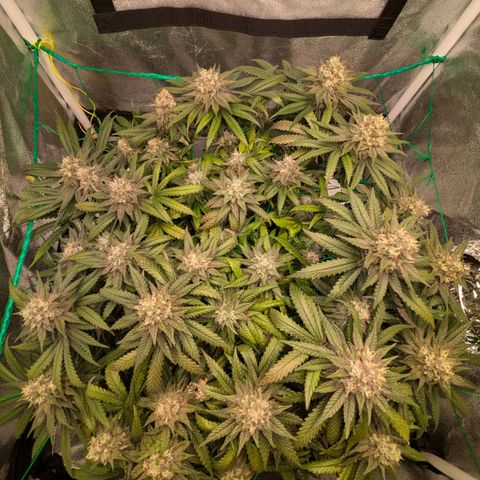 Lemon shining silver haze growlog timeline photo