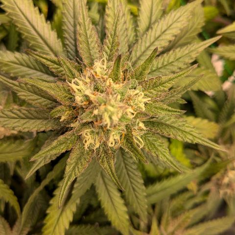 Lemon shining silver haze growlog timeline photo