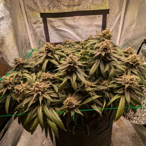Lemon shining silver haze growlog timeline photo