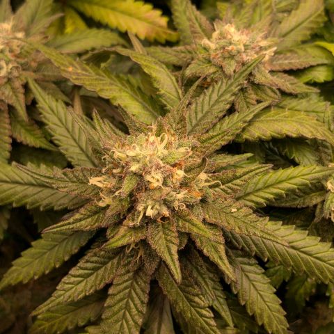Lemon shining silver haze growlog timeline photo