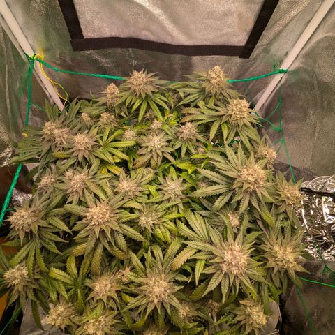 Lemon shining silver haze growlog timeline photo