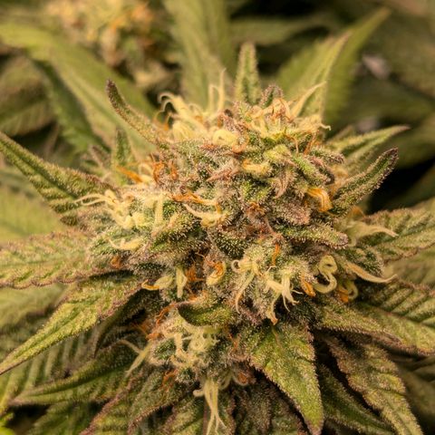 Lemon shining silver haze growlog timeline photo