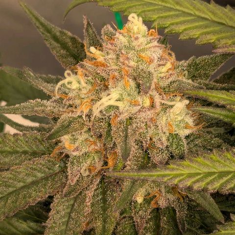 Lemon shining silver haze growlog timeline photo