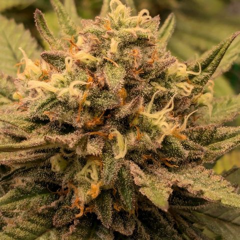 Lemon shining silver haze growlog timeline photo