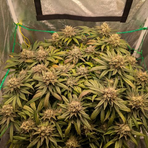 Lemon shining silver haze growlog timeline photo
