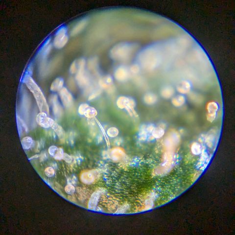 Lemon shining silver haze growlog timeline photo