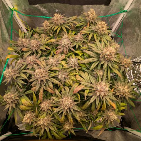Lemon shining silver haze growlog timeline photo