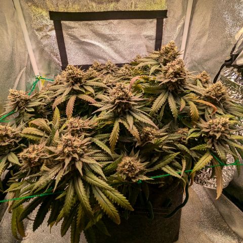 Lemon shining silver haze growlog timeline photo
