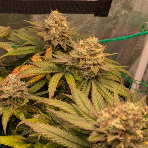 Lemon shining silver haze growlog timeline photo