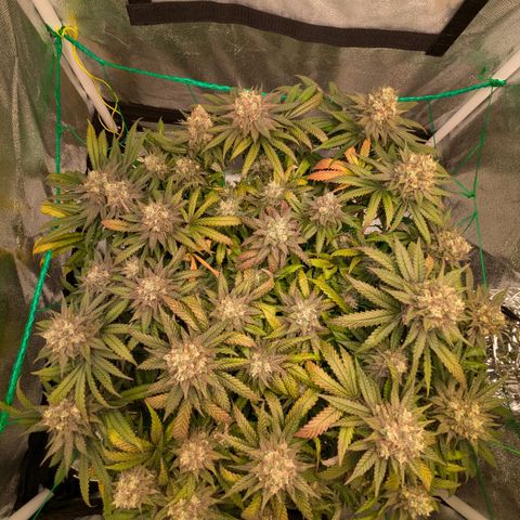 Lemon shining silver haze growlog timeline photo