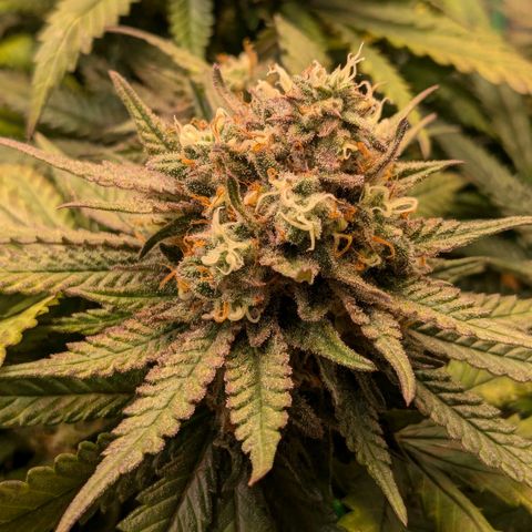 Lemon shining silver haze growlog timeline photo