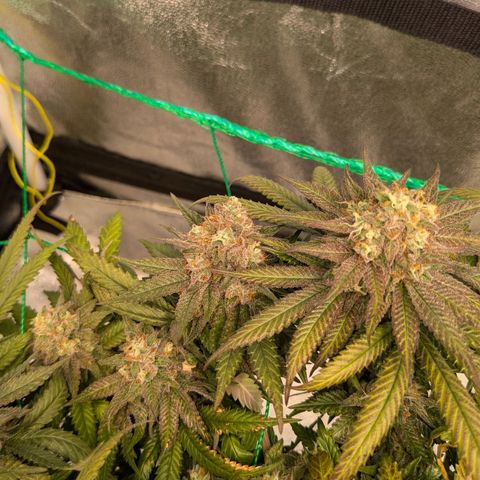 Lemon shining silver haze growlog timeline photo