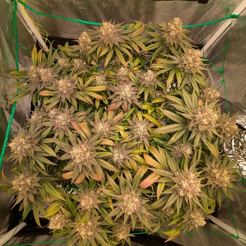 Lemon shining silver haze growlog timeline photo