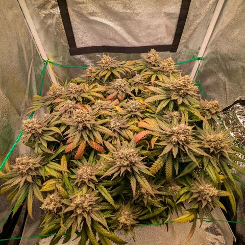 Lemon shining silver haze growlog timeline photo