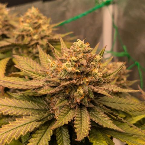 Lemon shining silver haze growlog timeline photo
