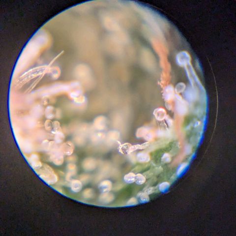 Lemon shining silver haze growlog timeline photo