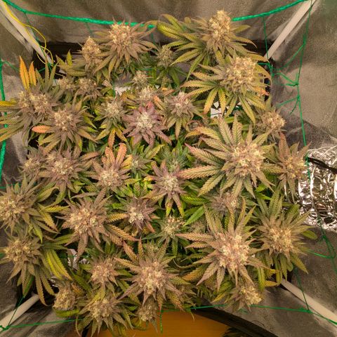 Lemon shining silver haze growlog timeline photo