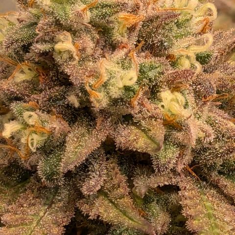 Lemon shining silver haze growlog timeline photo