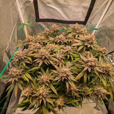 Lemon shining silver haze growlog timeline photo