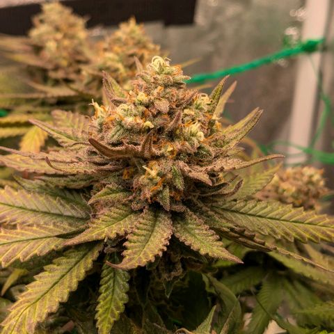 Lemon shining silver haze growlog timeline photo