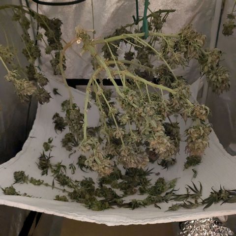 Lemon shining silver haze growlog timeline photo