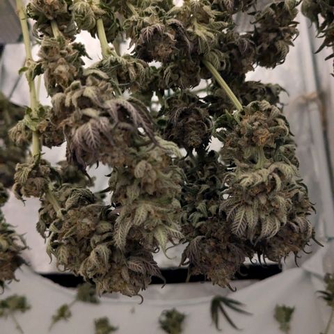 Lemon shining silver haze growlog timeline photo