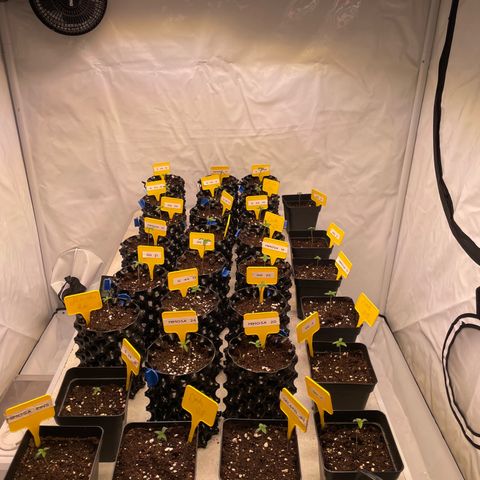 Gelato 44  growlog timeline photo