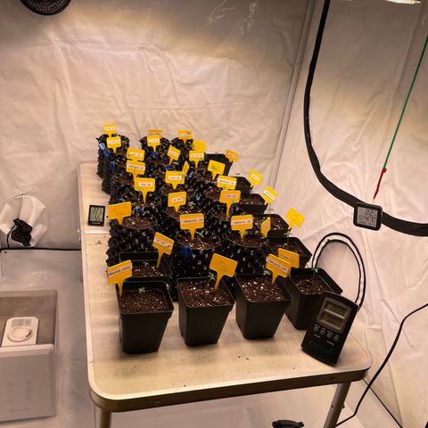 Gelato 44  growlog timeline photo