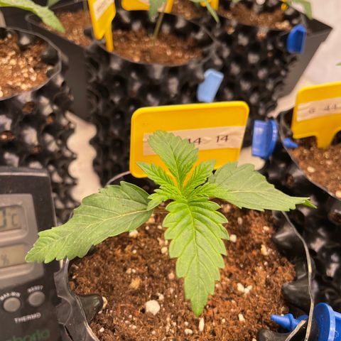 Gelato 44  growlog timeline photo