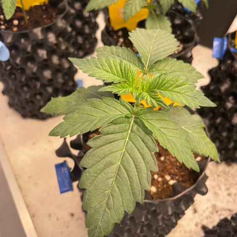 Gelato 44  growlog timeline photo
