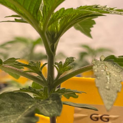 Gelato 44  growlog timeline photo