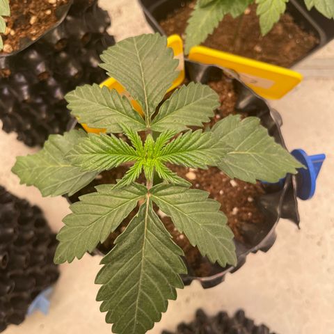 Gelato 44  growlog timeline photo