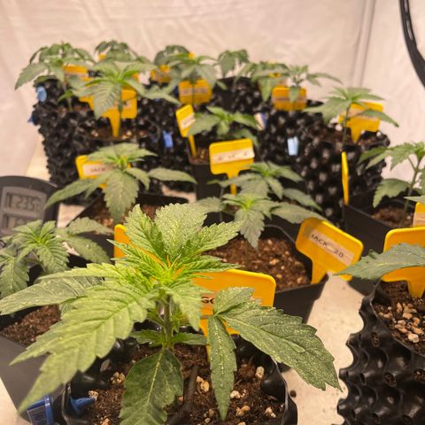 Gelato 44  growlog timeline photo