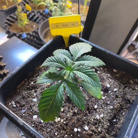 Gelato 44  growlog photo: Umtopfen 7/5 Liter 