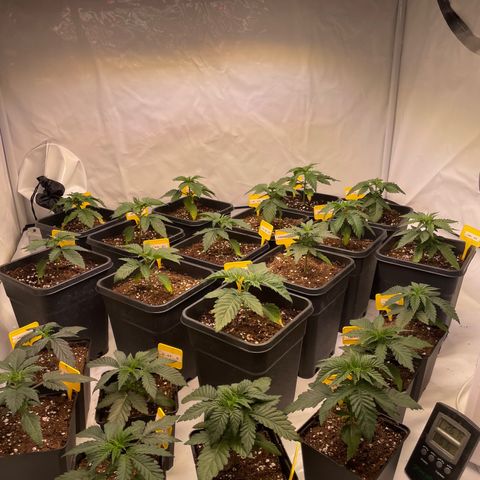 Gelato 44  growlog photo: Umtopfen 7/5 Liter 