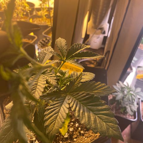 Gelato 44  growlog photo: Toping 