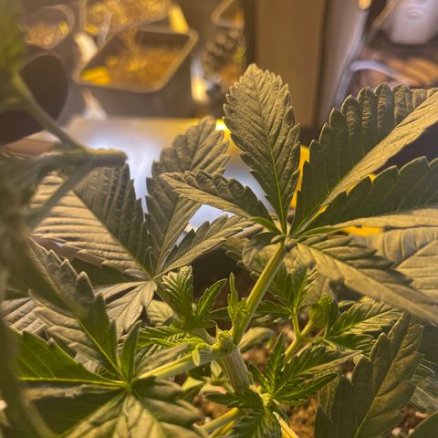 Gelato 44  growlog photo: Toping 
