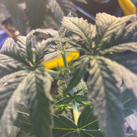 Gelato 44  growlog photo: Toping 
