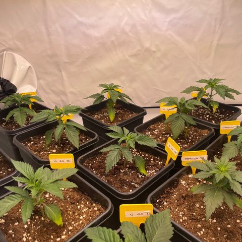Gelato 44  growlog photo: Umtopfen 7/5 Liter 